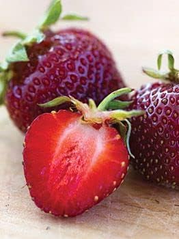 Burgundy Strawberry Fruit Seeds for Planting