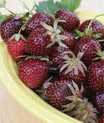 Burgundy Strawberry Fruit Seeds for Planting