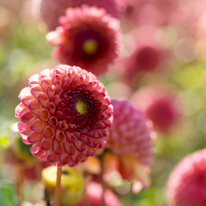 ball dahlia seeds Heirloom Dahlia 'Burlesca' - Mini Ball Flower Seeds for Planting