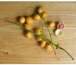 Burmese Grape Fruit Seeds for Planting
