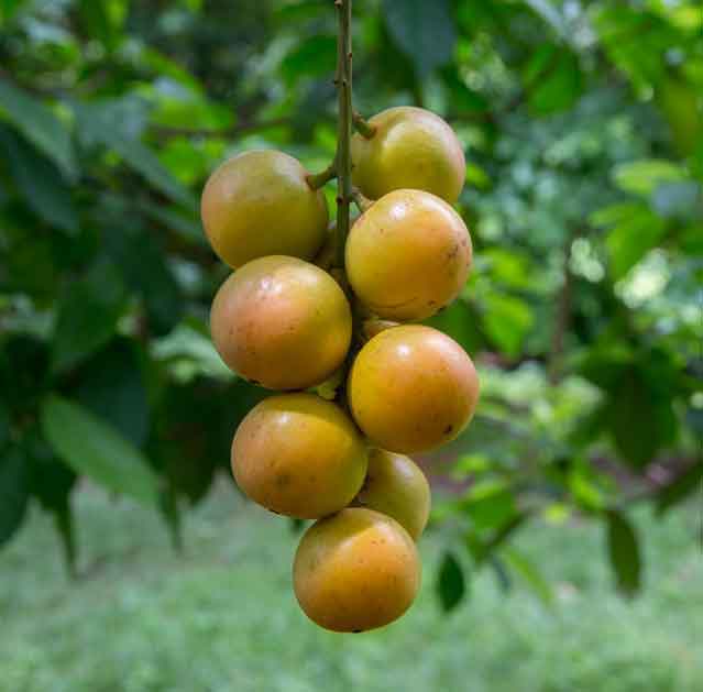 Burmese Grape Fruit Seeds for Planting - Rare and Unique Fruits for Botanical Enthusiasts