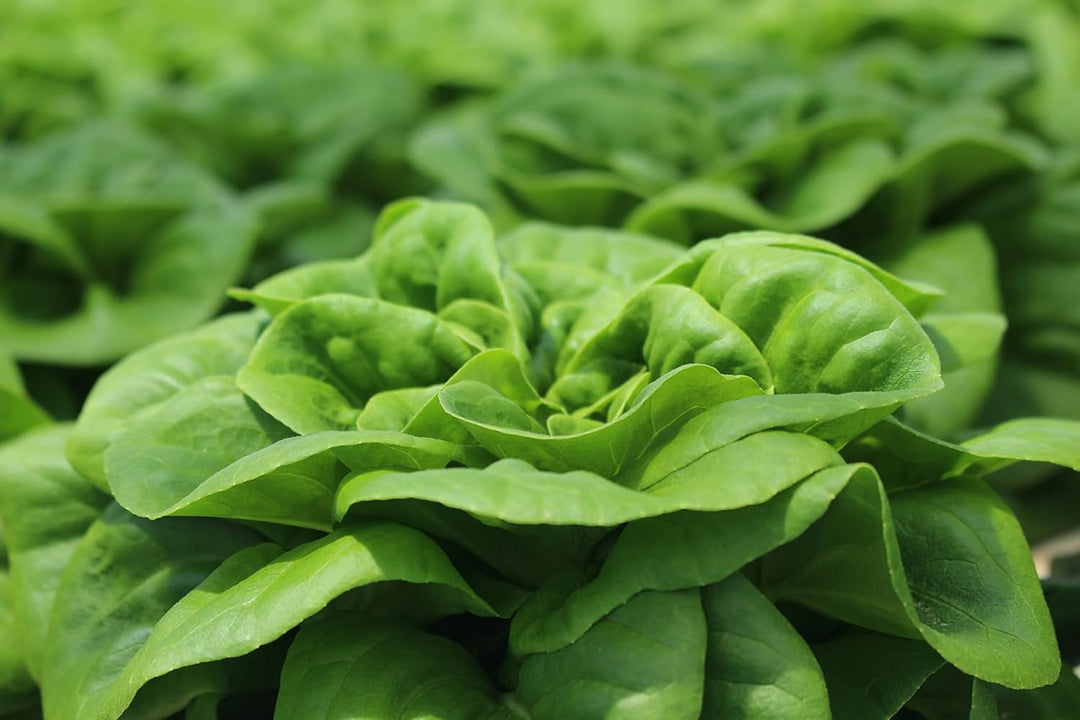 Buttercrunch Lettuce Seeds for Planting