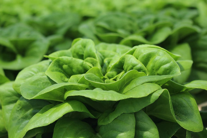 Buttercrunch Lettuce Seeds for Planting