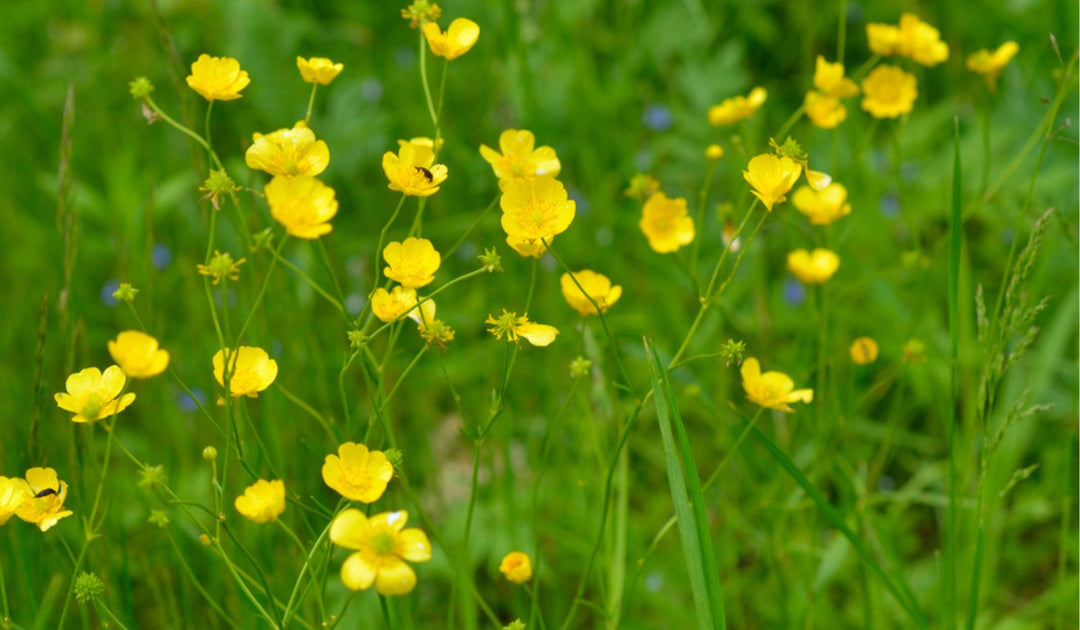 Heirloom Non-GMO Meadow Buttercup Flower Seeds for Planting – Bright Yellow Wildflower Garden Blooms