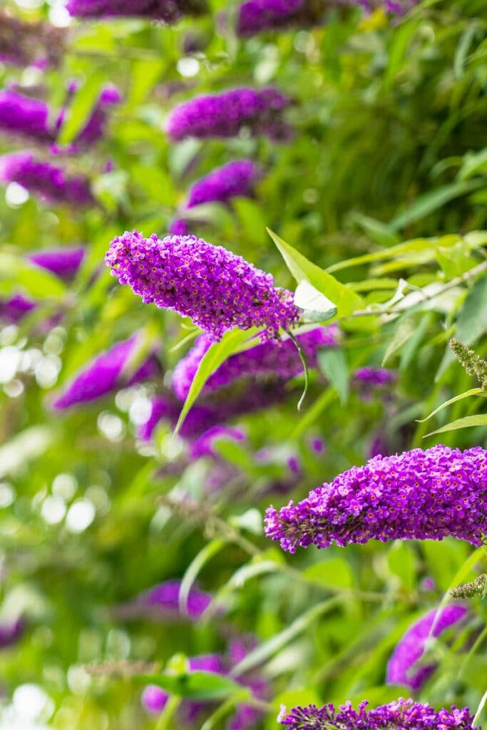 Creme Buddleia Blomsterfrø til udplantning, 100 stk