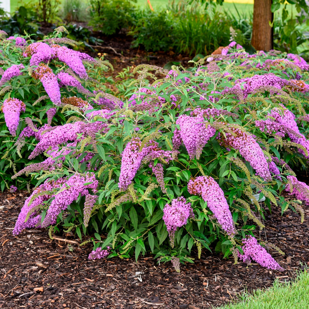 heirloom bush flower seeds