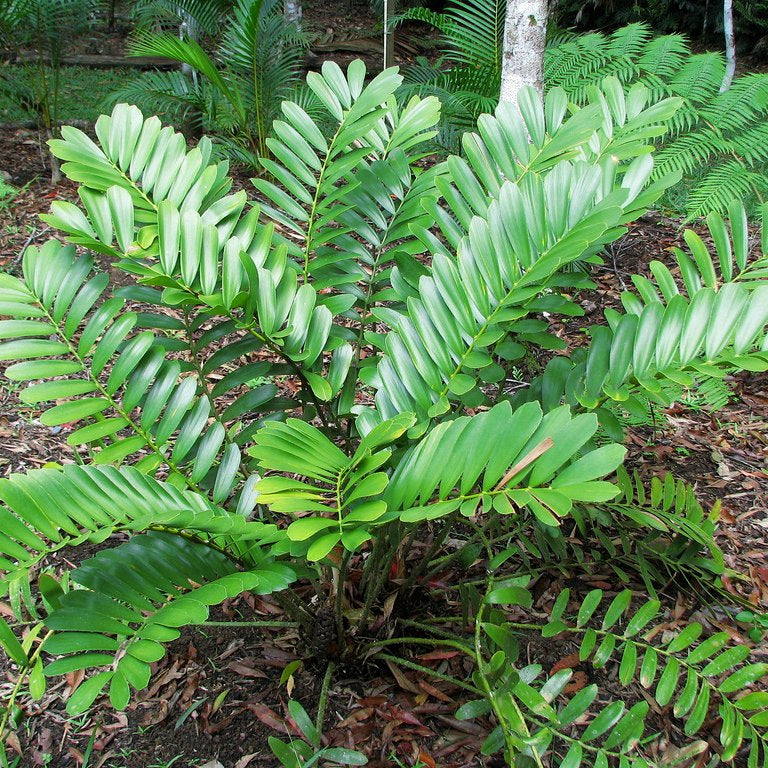 Zamia Furfuracea Plant Seeds Green for Planting 100 pcs