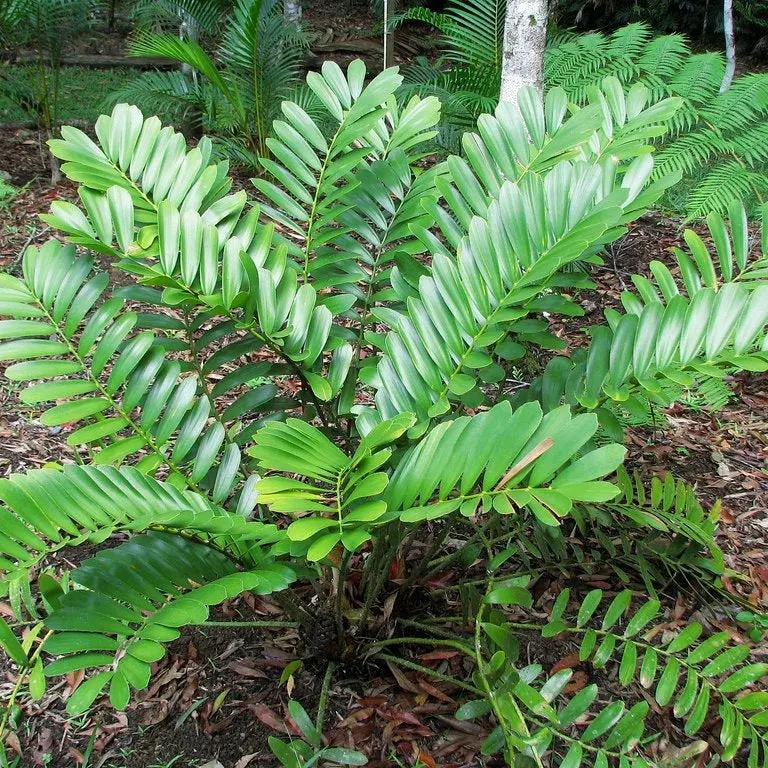 green zamia flower seeds
