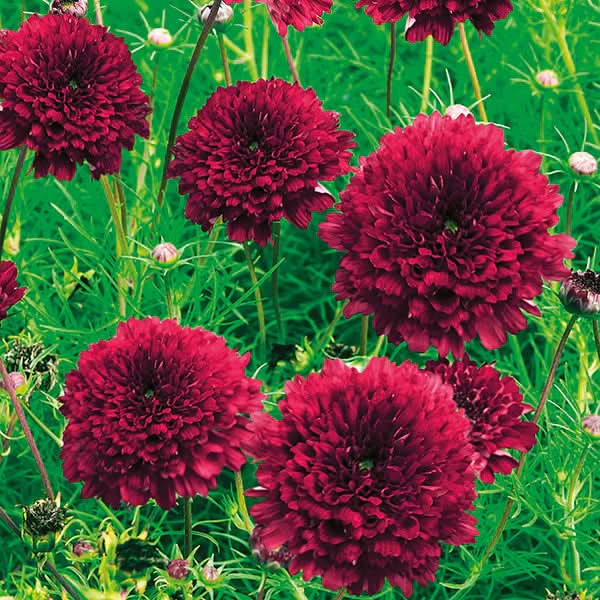 cosmos double flower seeds