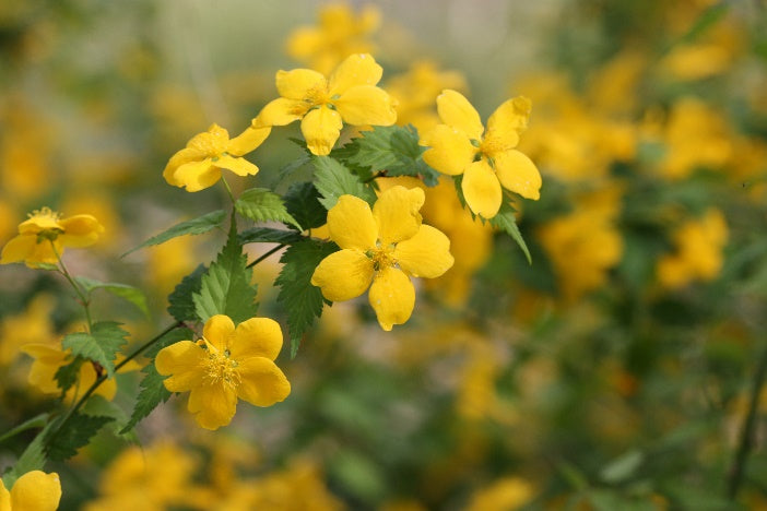 Heirloom Non-GMO Kerria Japonica Flower Seeds for Planting – Bright Yellow Blooms for Ornamental Shrub Gardens