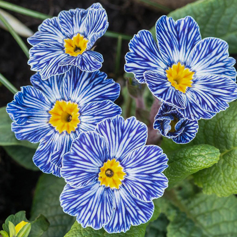 Friske Primula Blomsterfrø til udplantning, lyseblå 100 stk