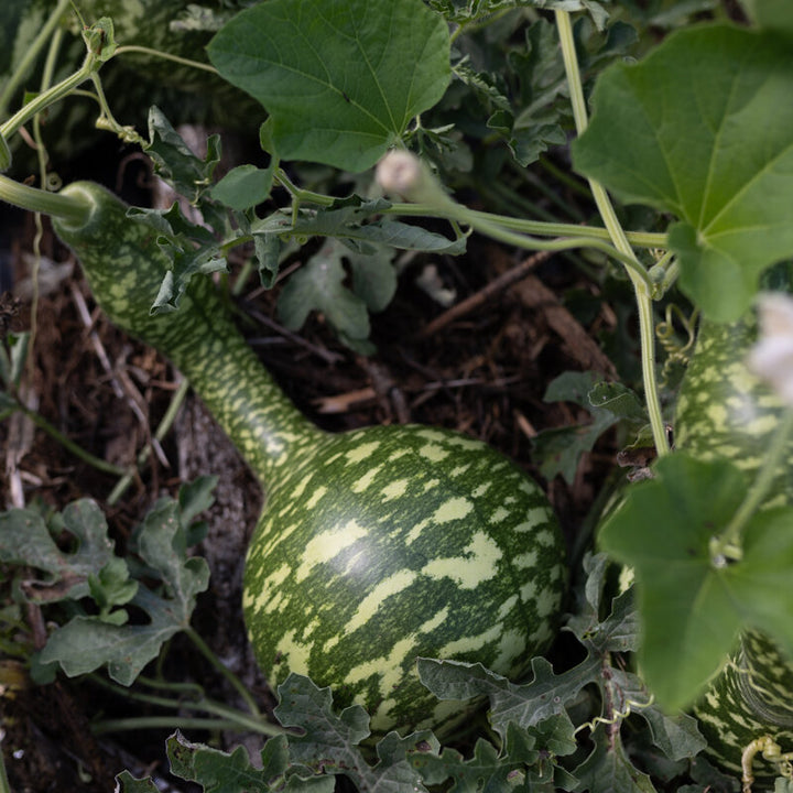Heirloom Non-GMO Speckled Swan Gourd Vegetable Seeds – Unique, High Germination Organic Garden Planting