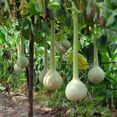 Long Siphon Gourd Seeds for Planting - 100 pcs