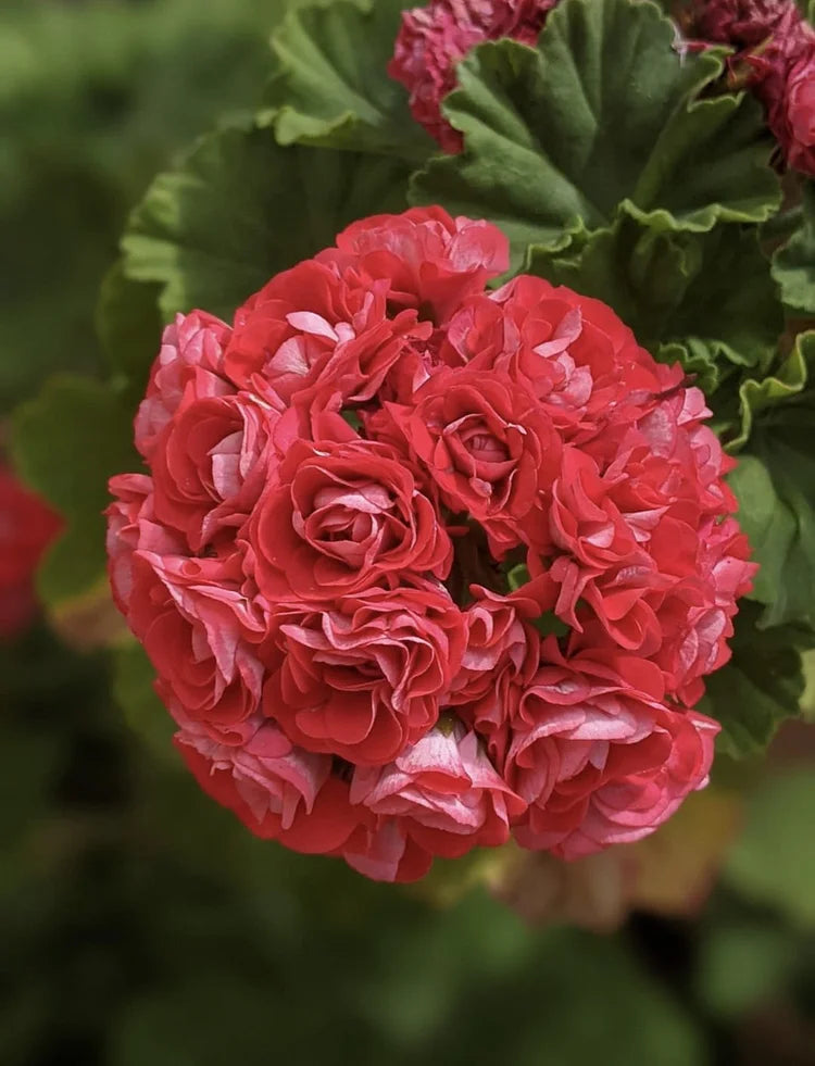 Geranium Æbleblomst Røde Blomsterfrø til Plantning 100 stk