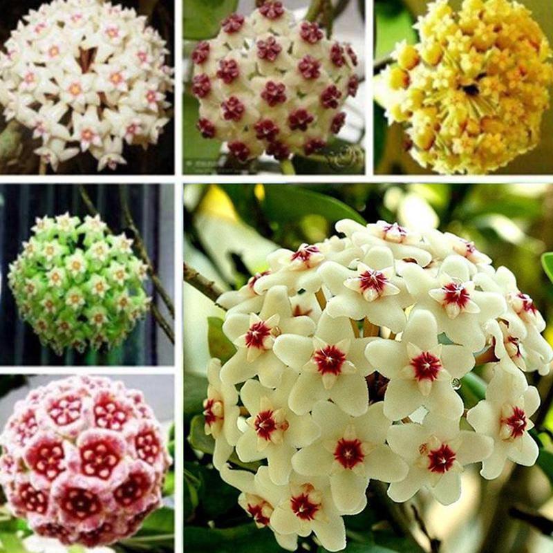 Mix Hoya Carnosa Ball Orchid Flower Seeds for Planting 100 pcs