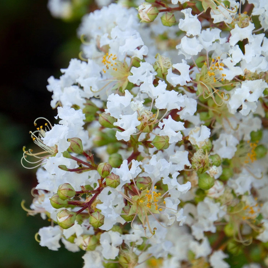 white heirloom flower seeds