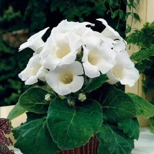 Hvide Gloxinia frø til plantning - 100 stk