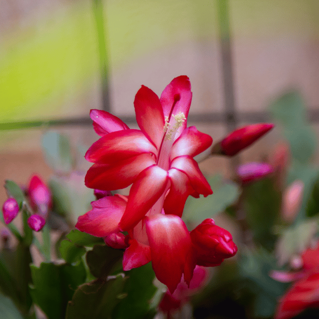 red organic flower seeds