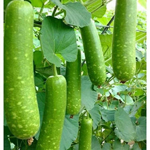 Vietnamese Gourd Vegetable Seeds for Planting – 100 pcs, Heirloom, Non-GMO, Organic Garden Seeds, High Germination