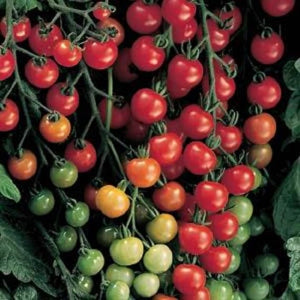 Heirloom Non-GMO Thick Red Tomato Seeds for Home Garden Planting