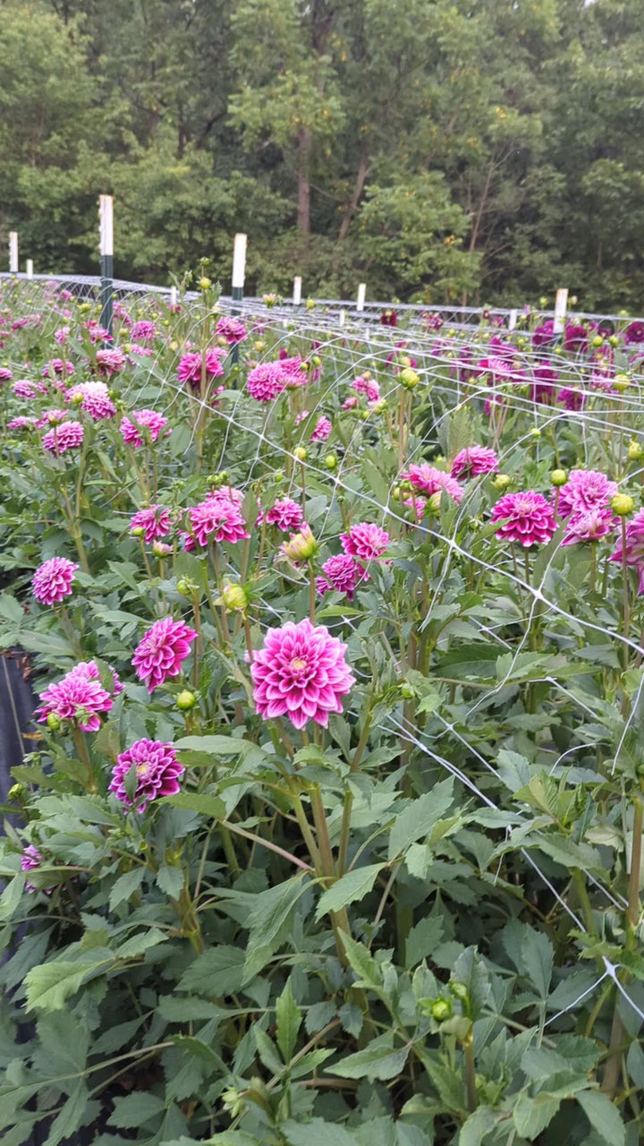Heirloom Dahlia Flower Seeds – Stunning Garden Blooms