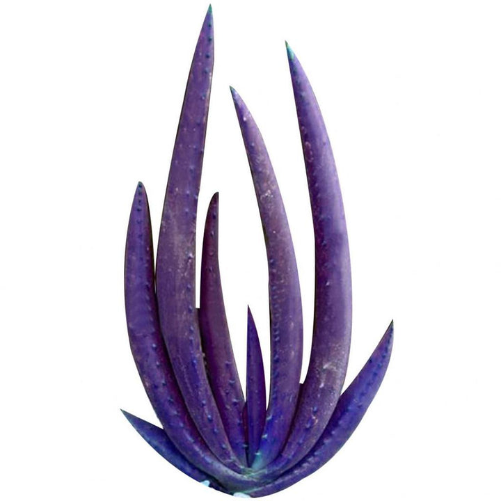 Aloe Vera Plant Seeds for Planting Dark Violet White 100 pcs