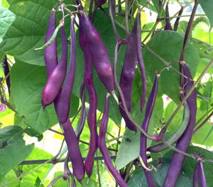 Violet Pole Bean Seeds for Planting – Heirloom, Non-GMO, Organic Garden Seeds, High Germination Climbing Beans