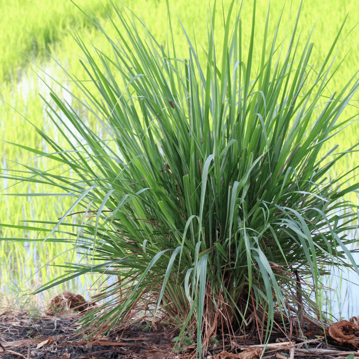 Premium Lemongrass Seeds for Planting – Non-GMO, High Germination Heirloom Organic Garden Seeds for Home Garden & Backyard