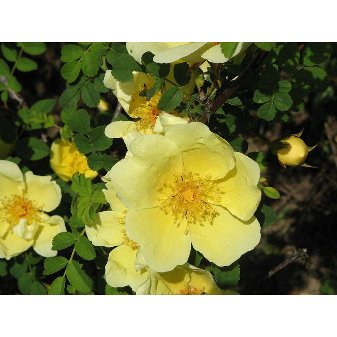 Heirloom Non-GMO Rosa Xanthina Flower Seeds for Planting – Fragrant Yellow Wild Rose Blooms