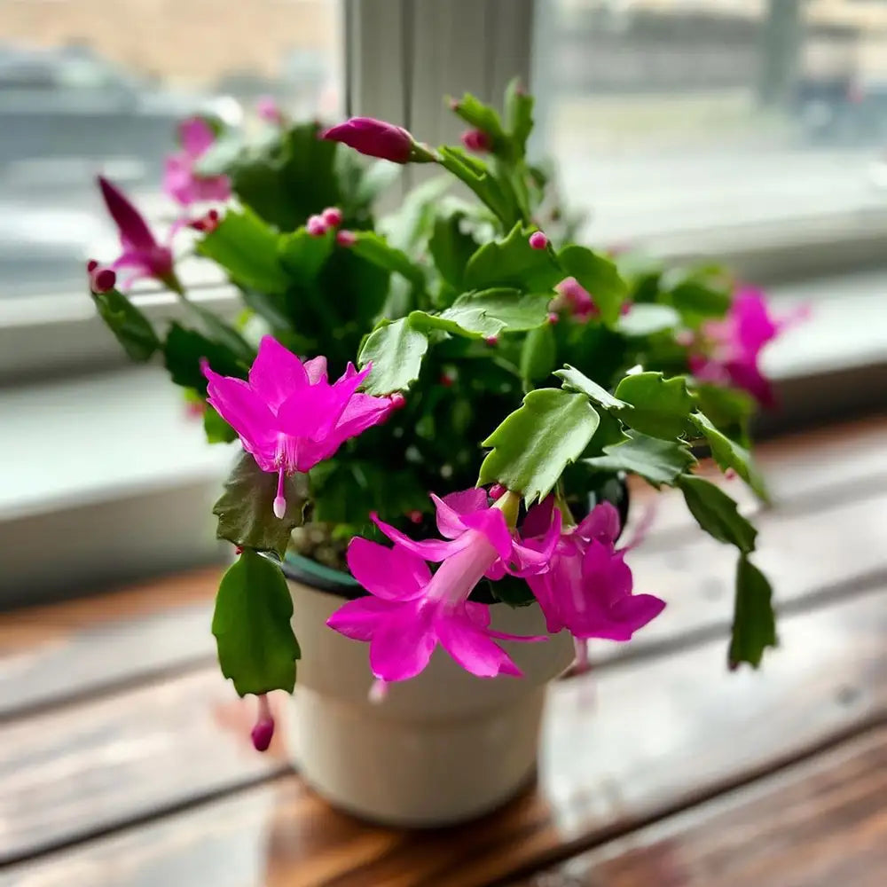 Schlumbergera Blomsterfrø Lys Pink til udplantning, 100 stk