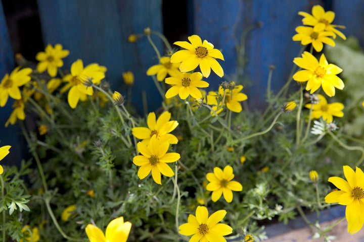 Bidens Ferulifolia Blomsterfrø til udplantning - 100 stk