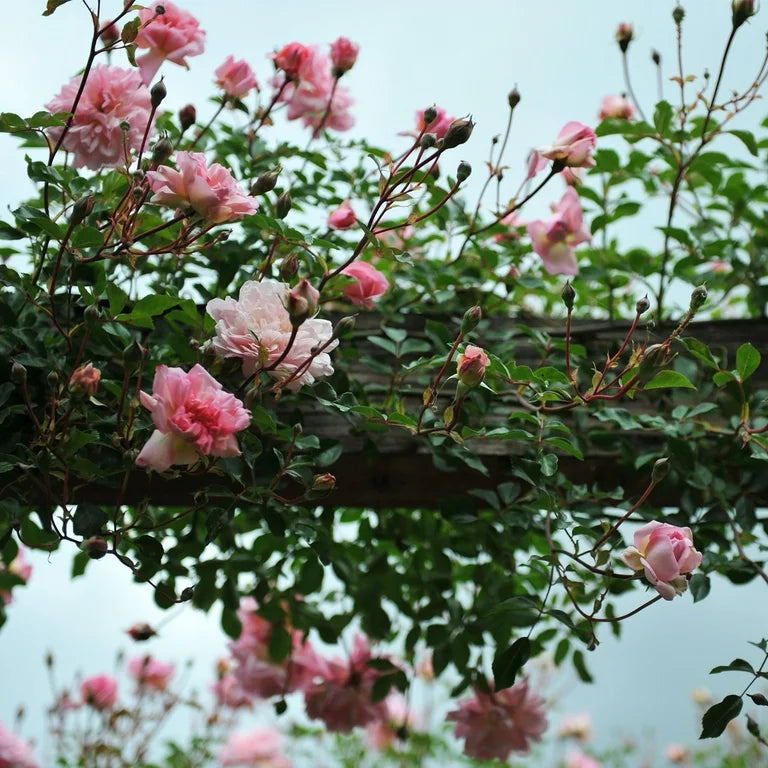 Rose Rød Klatrerose Blomsterfrø 100 stk