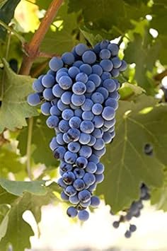 Cabernet Sauvignon Grape Bush Plant Seeds for Planting