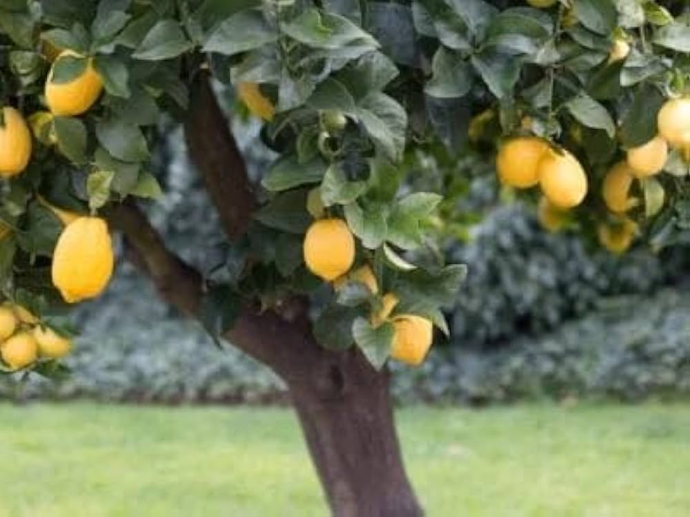 Cabernet Sauvignon Grape Bush Seeds for Planting