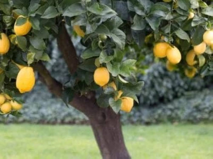 Cabernet Sauvignon Grape Bush Seeds for Planting