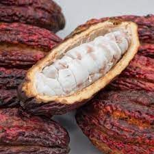 Cacao Fruit Seeds