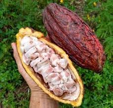 Cacao Fruit Seeds