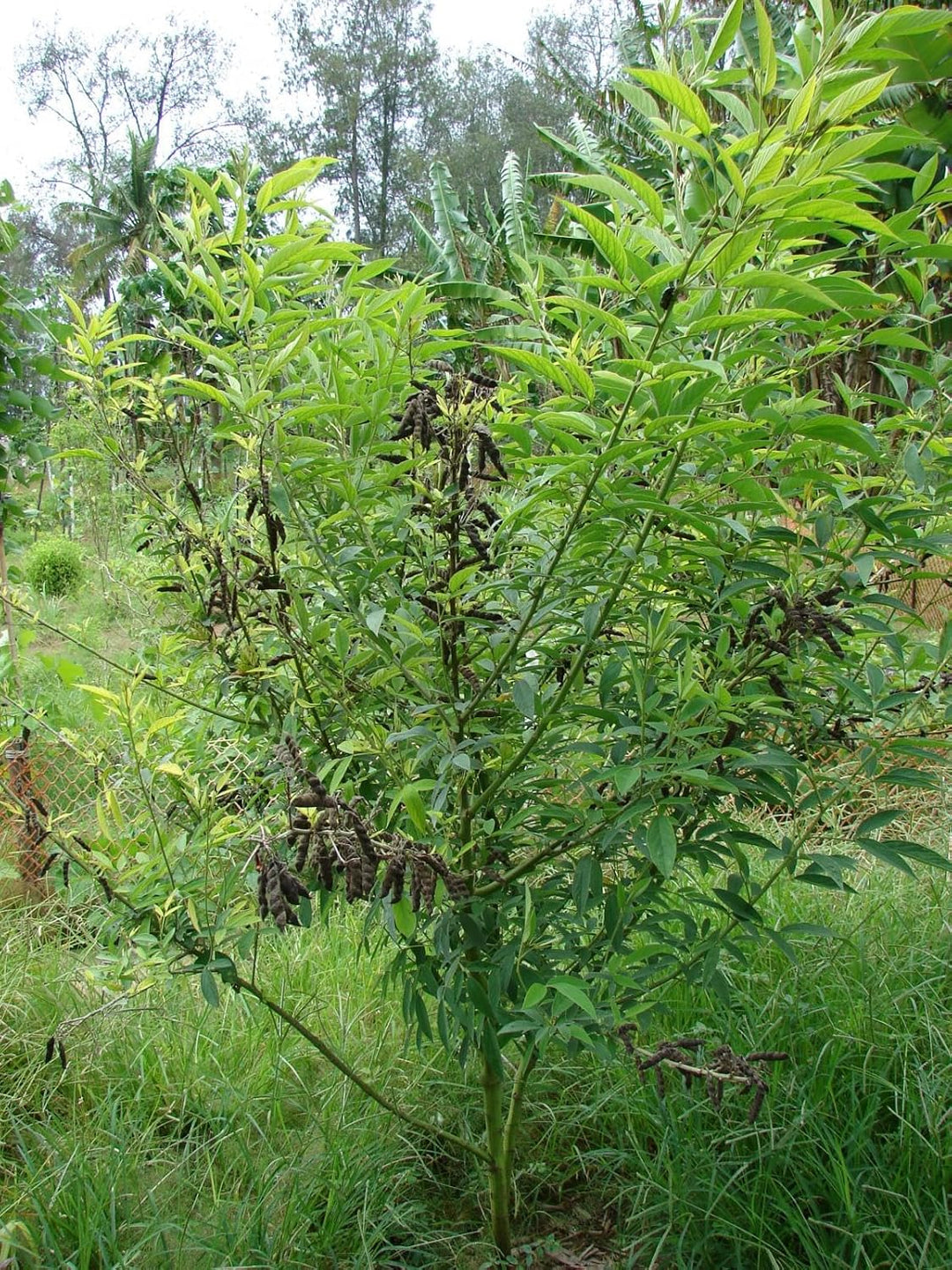 Cajanus Cajan Seeds