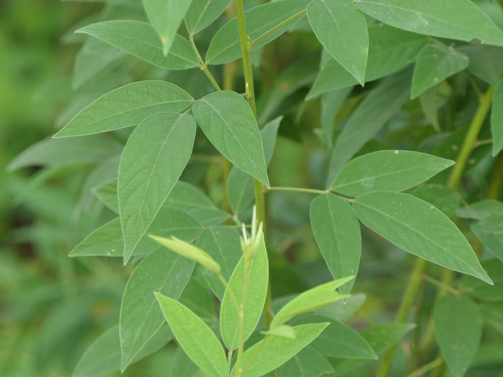 Cajanus Cajan Seeds