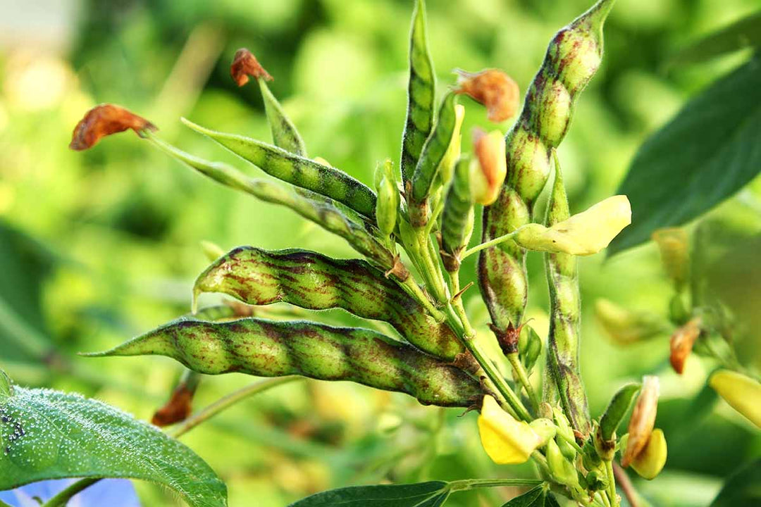 Cajanus Plant Seeds for Planting– NON GMO Seeds