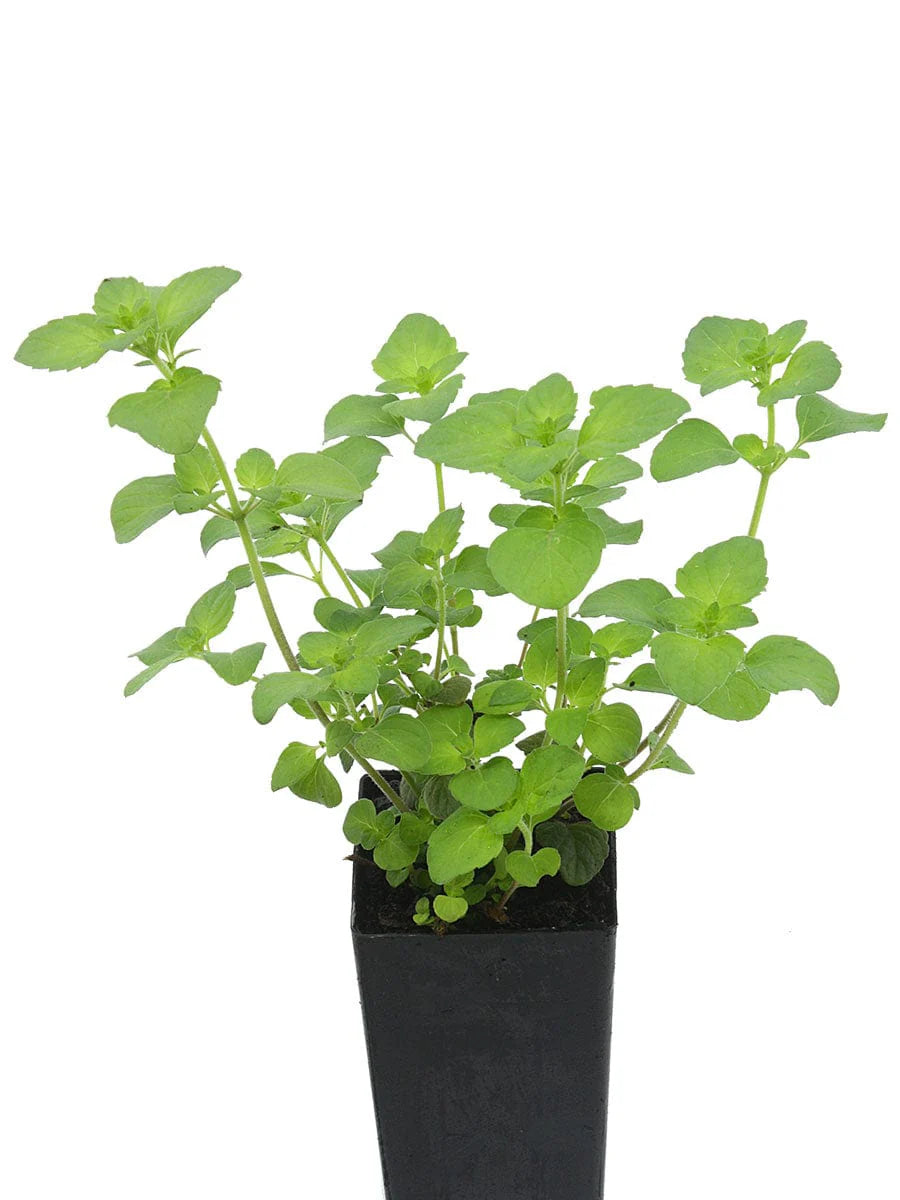 Green Calamintha Herb Plant Seeds for Planting-Garden and Kitchen Use