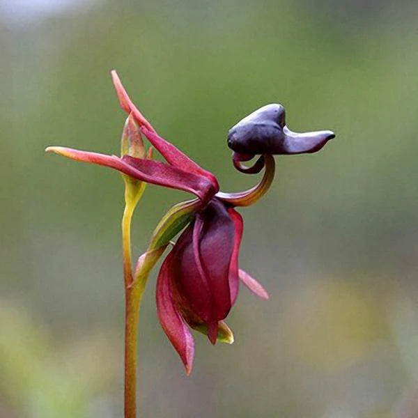 Flyvende And Orkidé Blomsterfrø til udplantning 100 stk