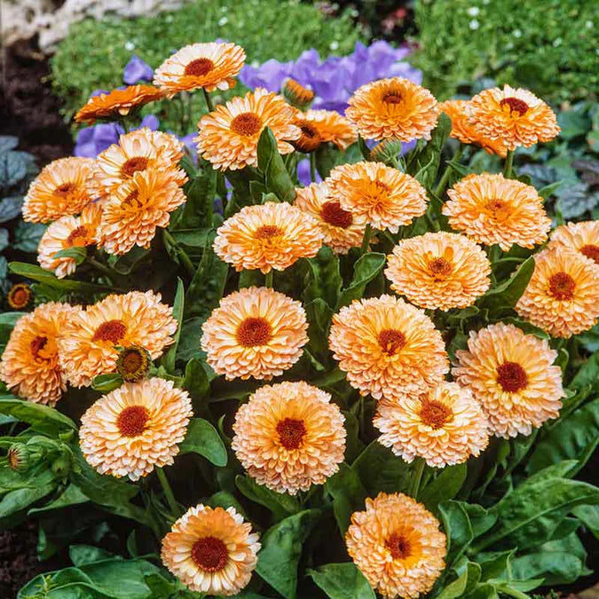 Pink Marigold Flower Seeds for Planting, 100 pcs