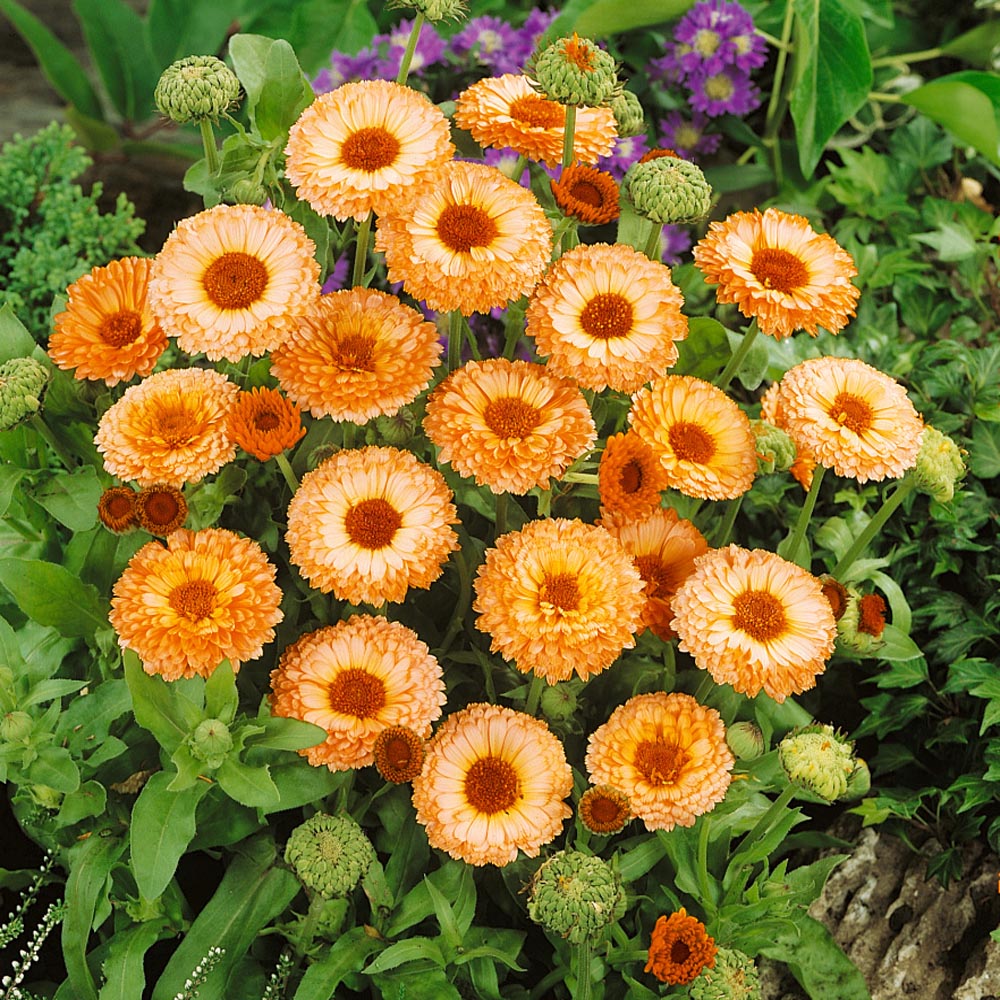 Pink Marigold Flower Seeds for Planting, 100 pcs