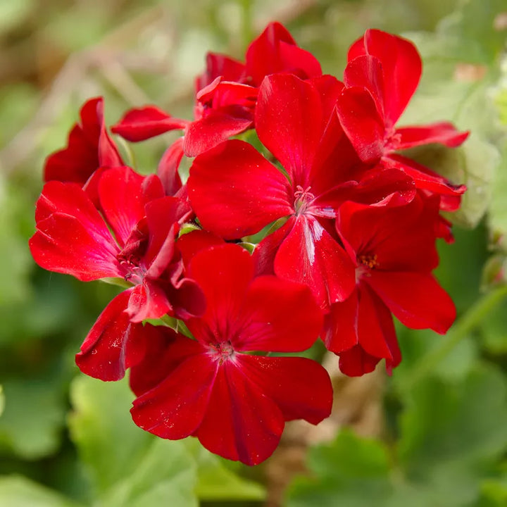 Heirloom Non-GMO Geranium Flower Seeds for Planting – Fresh and Vibrant Garden Blooms