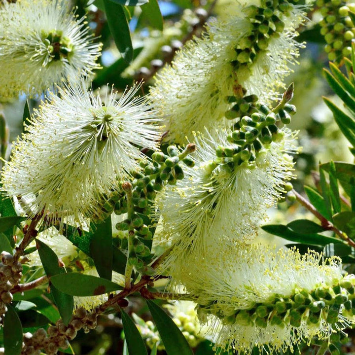 Heirloom Non-GMO Bottle Brush Melaleuca Flower Seeds for Planting – Vibrant Garden Blooms | High Germination