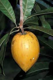 Campechiana Fruit Seeds for Planting