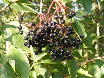Canadensis Fruit Seeds for Planting | Heirloom Non-GMO Organic Seeds for Sweet, Tangy Garden Fruits