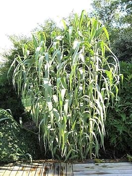 Cane Reed Plant Seeds for Cultivation