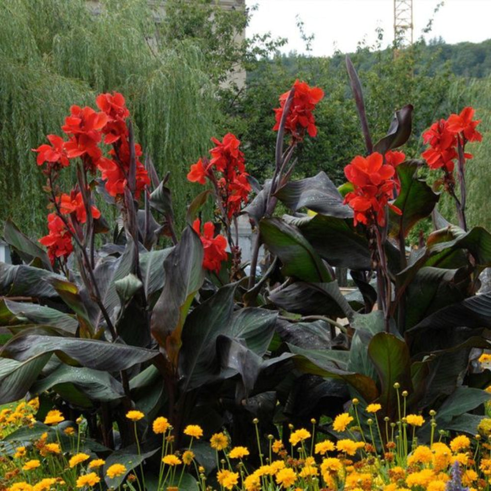 black canna flower seeds